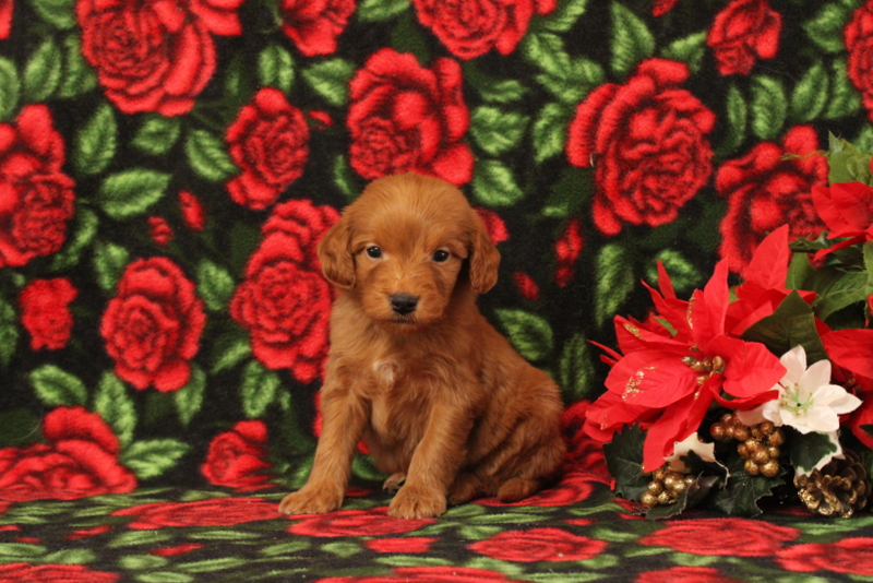 puppy, for, sale, Mini Goldendoodle F1, Matthew B. Stoltzfus, dog, breeder, Gap, PA, dog-breeder, puppy-for-sale, forsale, nearby, find, puppyfind, locator, puppylocator, aca